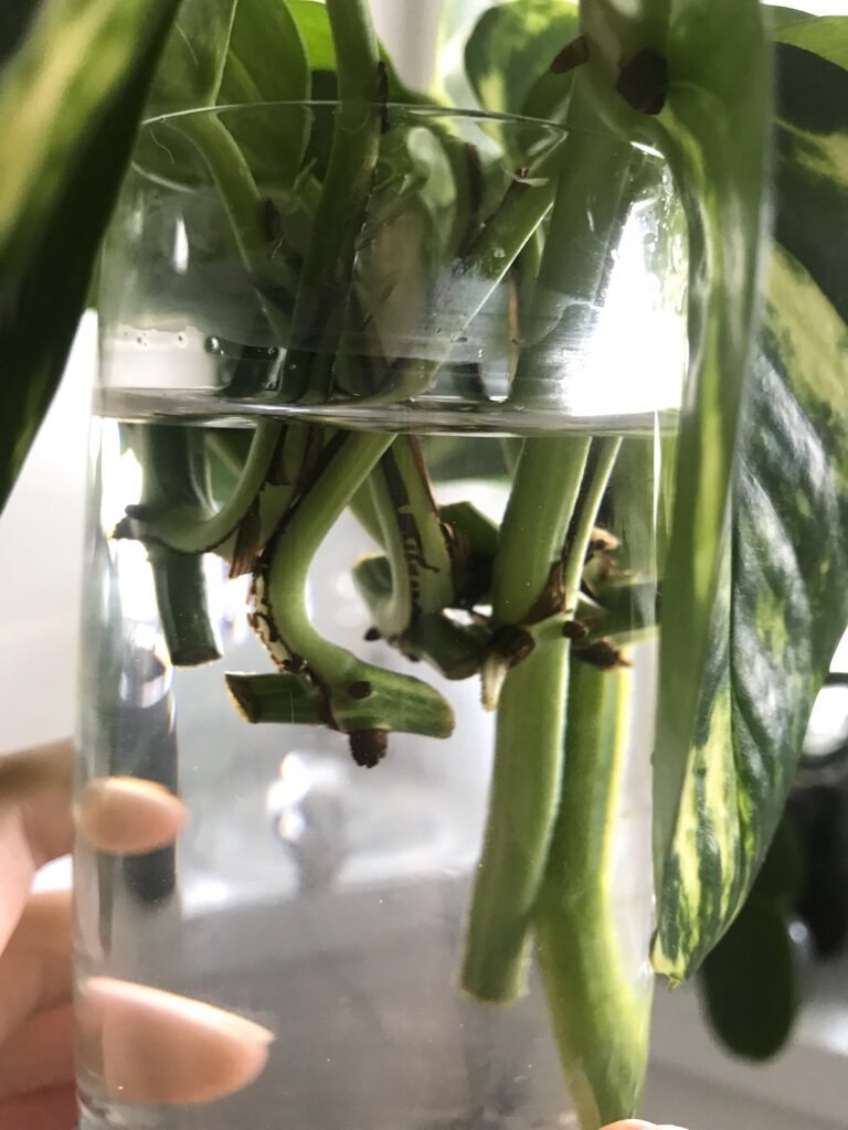 pothos-cuttings