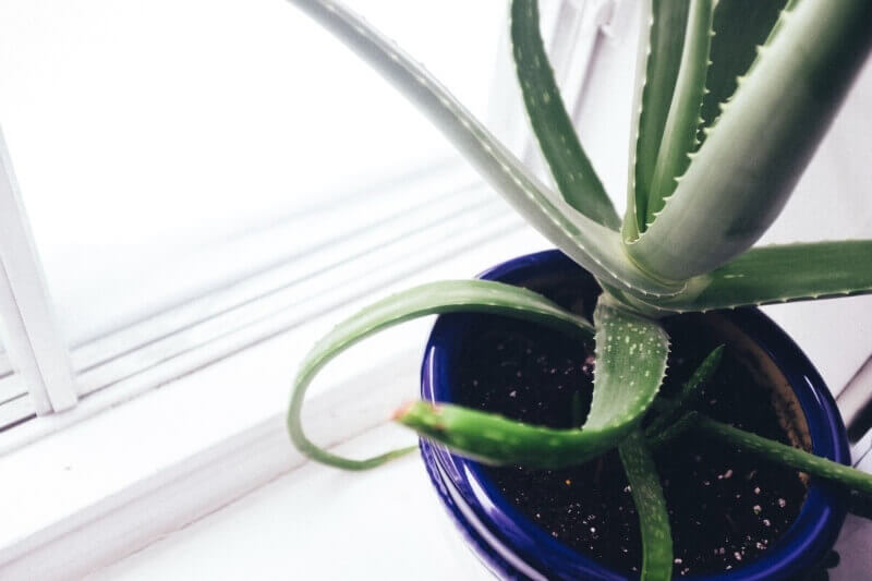 aloe-vera-curling-window-sill