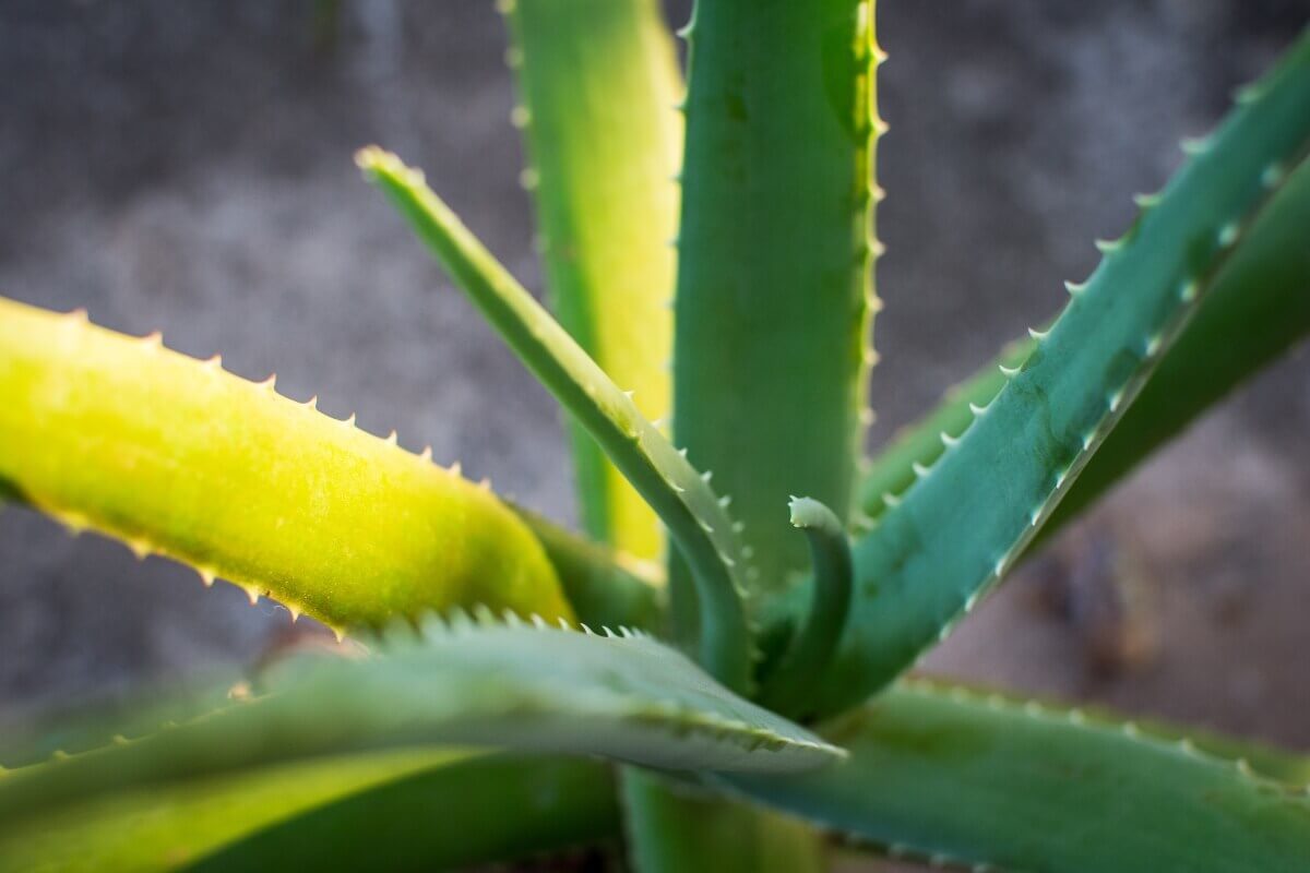 aloe-vera-in-sun