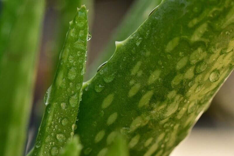 aloe-vera-leaves-close-up