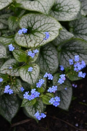 brunnera