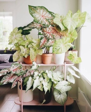 caladium