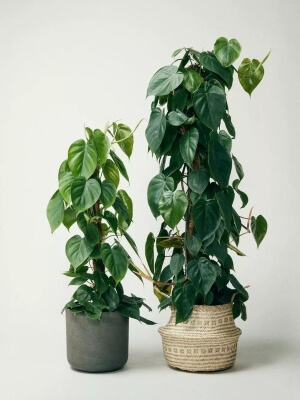 heart leaf philodendron