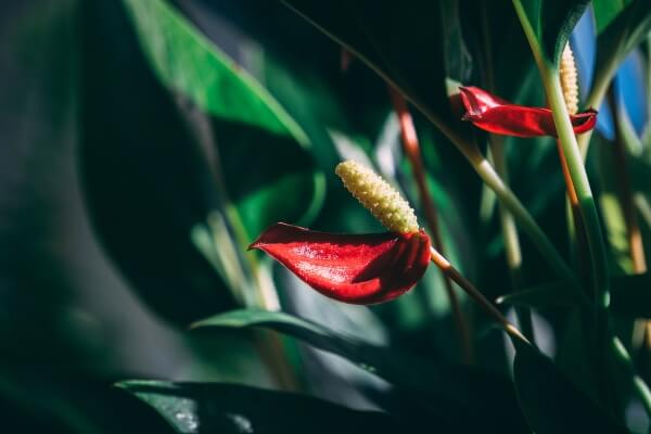 anthurium