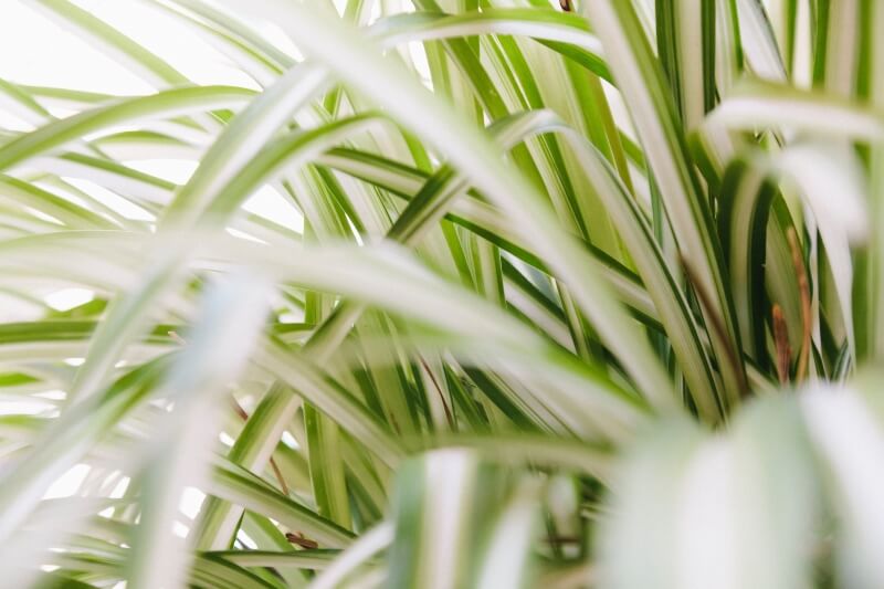 spider-plant-leaves-close-up