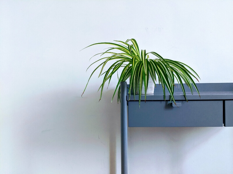 spider-plant-on-blue-desk
